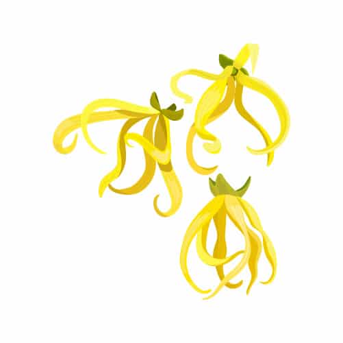 essential oils for anxiety - ylang ylang